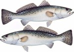 Sea Trout Decal Twin Pack