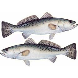 Sea Trout Decal Twin Pack
