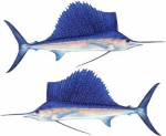 Sailfish Decal Twin...