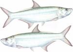 Tarpon Decal Twin Pack