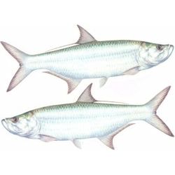 Tarpon Decal Twin Pack