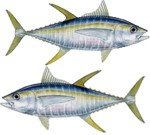 Yellowfin Tuna Decal Twin Pack