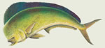 Mahi Mahi - Dorado Color Decal