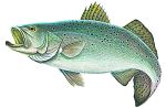 Sea Trout - Color Decal