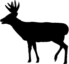 Whitetail Decal