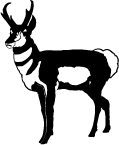 Pronghorn Buck Decal