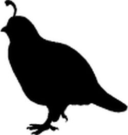 California Quail Decal