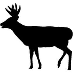 Whitetail Decal