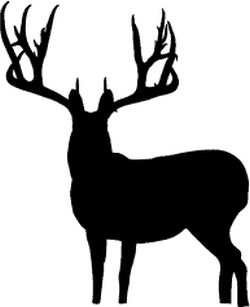 Big Buck Decal