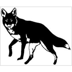 Coyote Decal