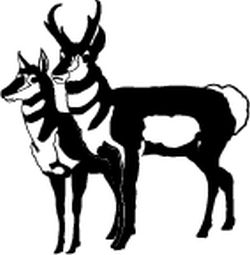 Pair of Pronghorns Decal