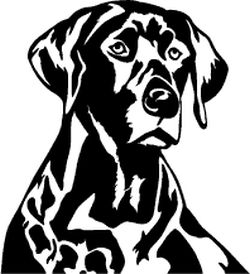 Detailed Labrador Head Decal