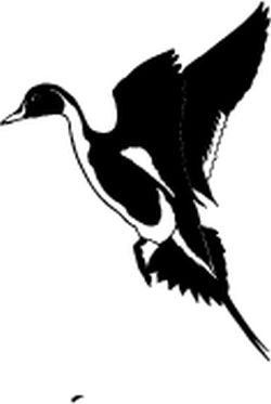 Drake Sprig Decal