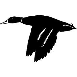 Mallard Decal