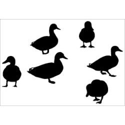 Standing Mallards Decal