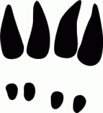 Deer Tracks Decal