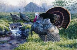 Wild Turkeys Area Rug