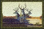 Team Realtree Bucks...