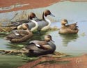 Ducks Unlimited - Morning Most Tin Sign