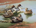 Ducks Unlimited - M...