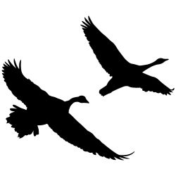 Canadian Flights Geese Wall Decal