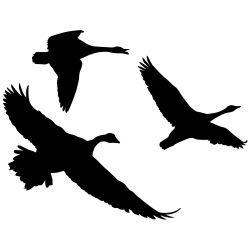 Canadians Eh? Geese Wall Decal