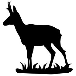 Pronghorn Antelope Wall Decal