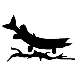 Predatory Pike Wall Decal