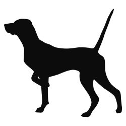 English Pointer Decal