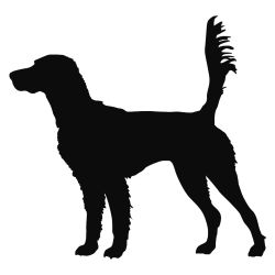 English Setter On Scent Decal