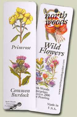 Wildflower North Woods Guide