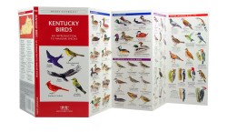 Kentucky Birds - A Pocket Naturalist Guide