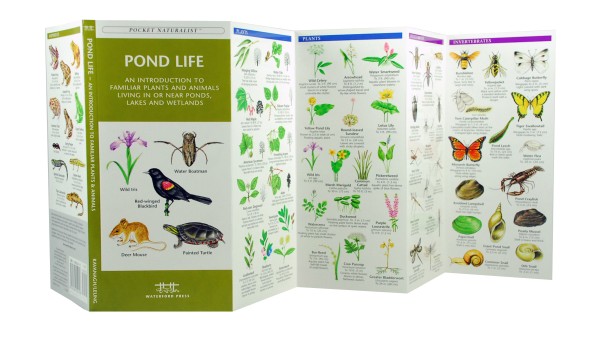 Pond Life A Pocket Naturalist Guide