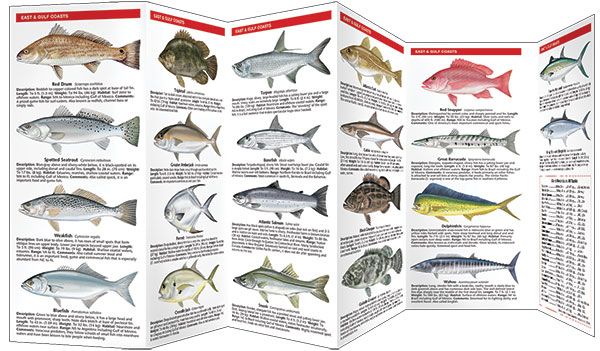 Saltwater Fish Chart Pictures