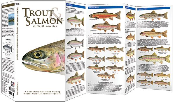 Trout & Salmon of North America - A Pocket Naturalist Guide