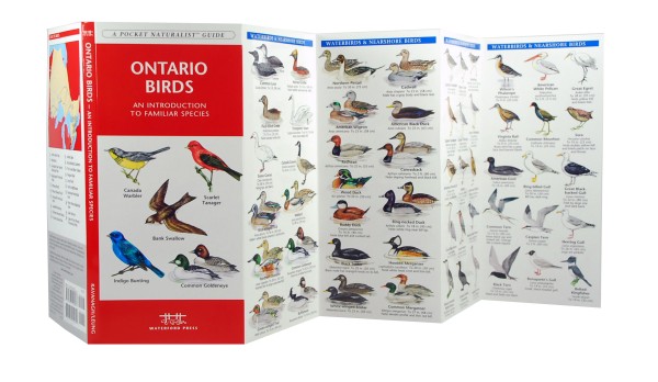 Ontario Birds A Pocket Naturalist Guide