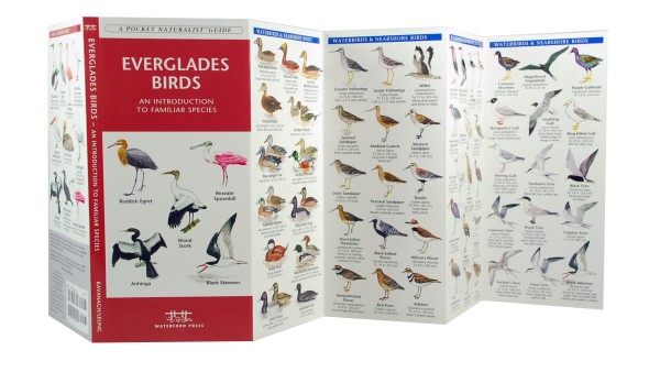 Everglades Birds A Pocket Naturalist Guide - 
