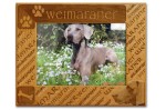 Weimaraner Dog Alde...