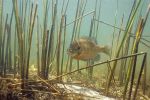 Bluegill - Fish Pho...