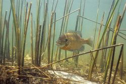 Bluegill - Fish Photo Print