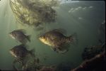 Black Crappie - Fish Photo Print