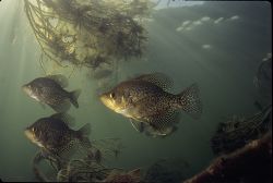 Black Crappie - Fish Photo Print