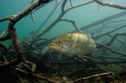 Largemouth Bass 1 - Fish Photo Print