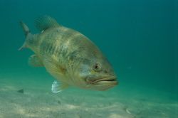 Largemouth Bass 2 - Fish Photo Print