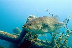 Largemouth Bass 3 - Fish Photo Print