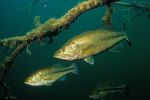 Largemouth Bass 4 - Fish Photo Print