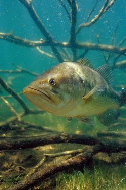 Largemouth Bass 5 - Fish Photo Print