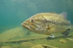 Largemouth Bass 6 - Fish Photo Print