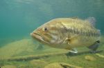 Largemouth Bass 6 -...