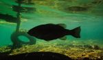 Largemouth Bass Silhouette - Fish Photo Print
